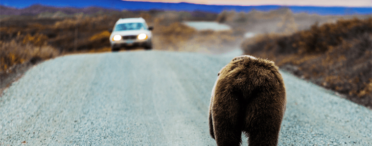 bear walking in road