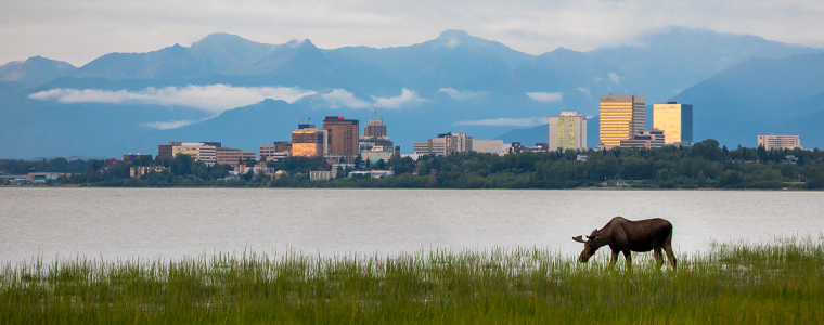 moose grazing anchorage
