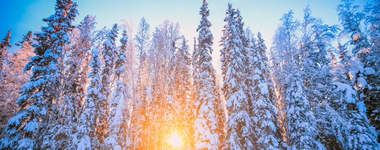 alaska winter trees and sun