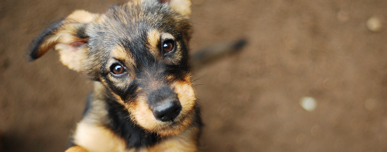 cute puppy staring at camera