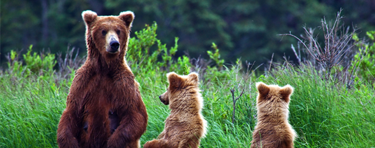 family of bears standing up