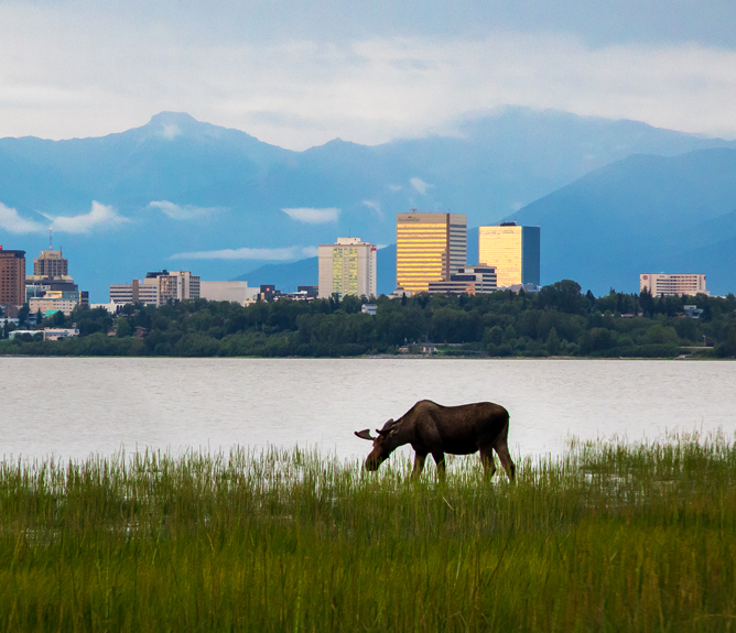 moose grazing anchorage