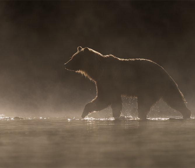 kodiak-brown-bear-is-left kodiak brown bear