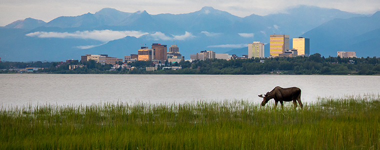 anchorage alaska skyline with moose standing in field