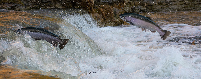 Pink Salmon Species Profile, Alaska Department of Fish and Game